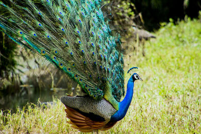 Dancing peacock during monsoons