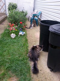 Cat in backyard