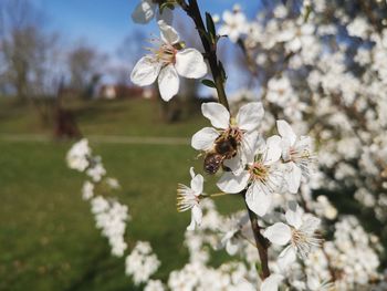 Close-up of cherry blossoms in spring