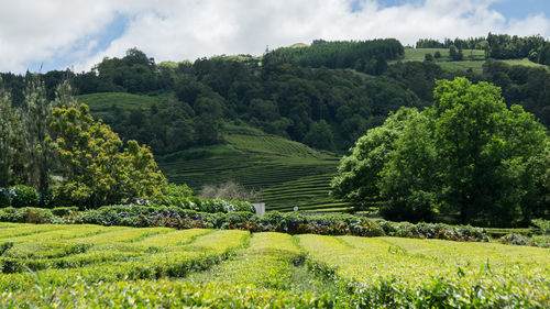 Scenic view of agricultural field against sky