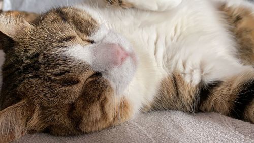 Close-up of cat sleeping