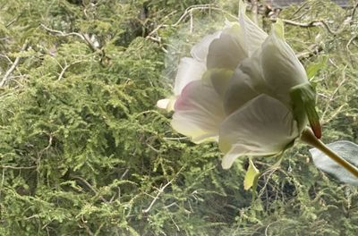 Close-up of white flowering plants