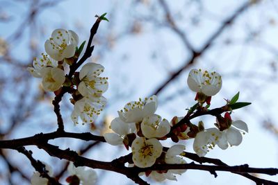 Low angle view of apple blossoms in spring