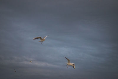 Low angle view of seagulls flying in sky