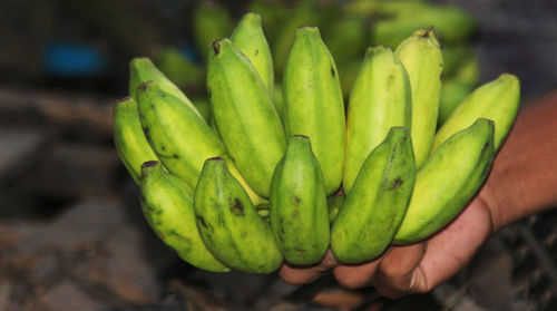 Heap of green banana.banana market. hand holding green banana for selling.