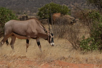 Side view of horse grazing on field