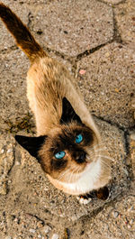 High angle view portrait of cat