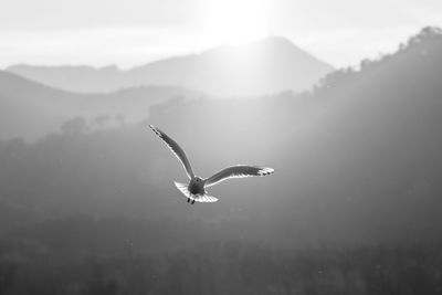 Bird flying over mountain against sky