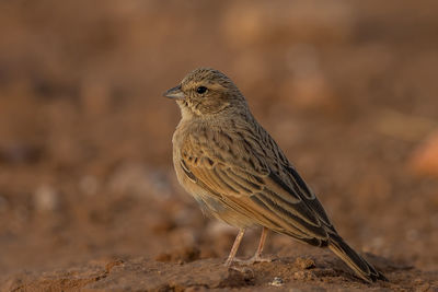 Close-up of a bird looking away