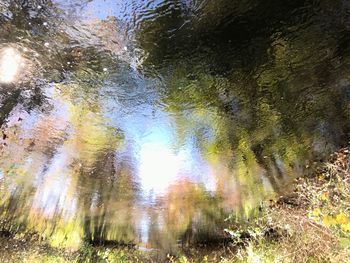 High angle view of trees by lake in forest