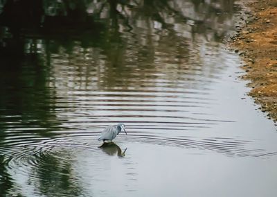 Duck swimming in lake