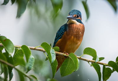 Close-up of bird perching on branch