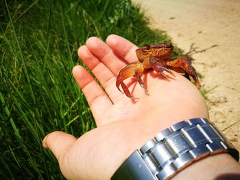 Close-up of insect on hand