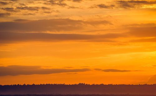 Silhouette trees against orange sky