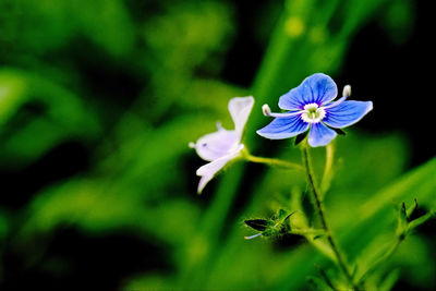 Close-up of purple flowering plant