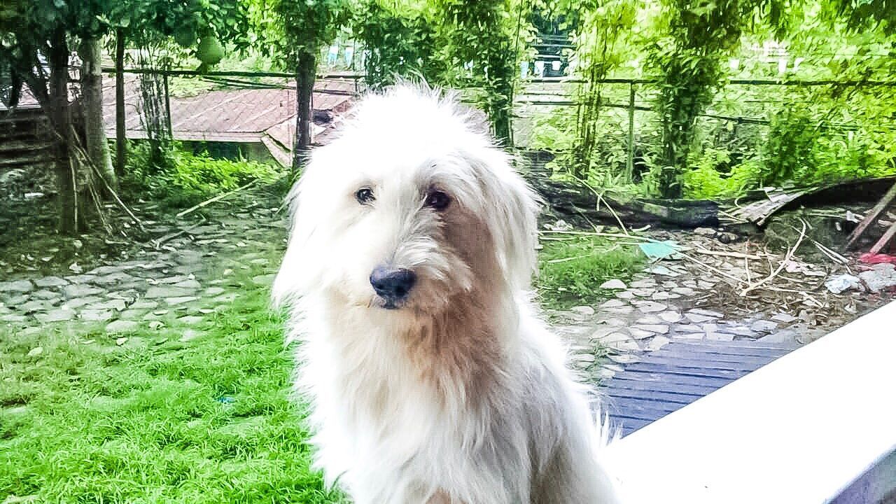 CLOSE-UP PORTRAIT OF DOG ON GRASS AGAINST TREES