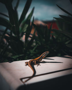 A selective focus shot of a cute small lizard hanging out. colorful small reptile.