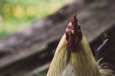 Close-up of rooster