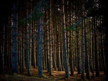 Trees in forest at night