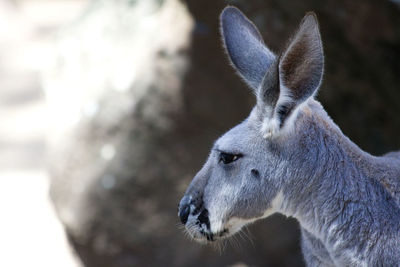 Close-up of giraffe