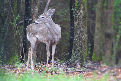 Deer standing in a forest