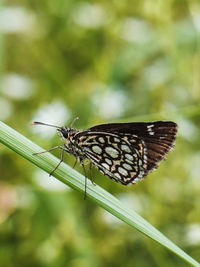 Close-up of butterfly on plant