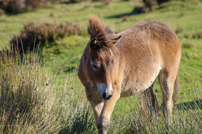 Pony in a field