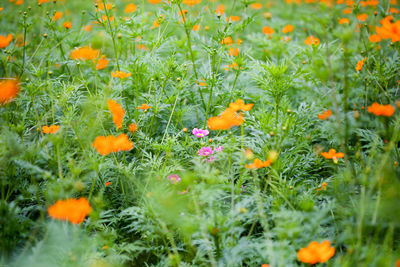 Close-up of orange flowers in field