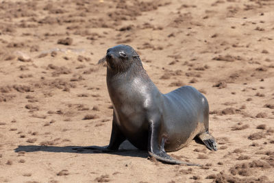 High angle view of sea lion on sand