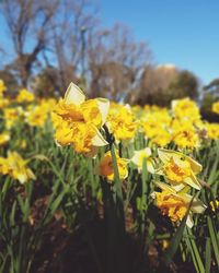 Close-up of yellow daffodil flowers blooming in field