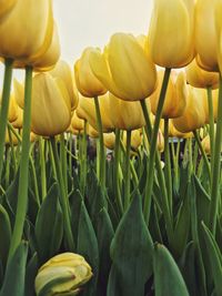 Close-up of yellow tulips in field