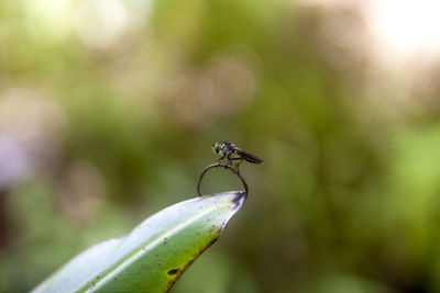 Close-up of insect on plant