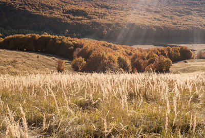 Scenic view of wheat field