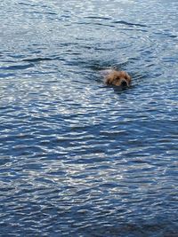 Dog swimming in water