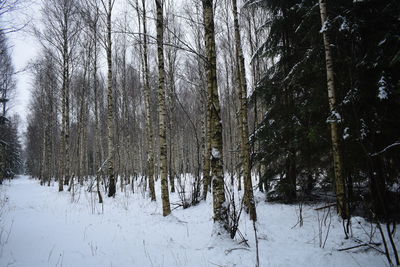 Bare trees on snow covered land