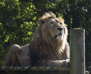 Lion relaxing against trees