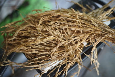 Close-up of dried plant in nest