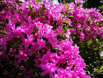 Pink flowers blooming in spring