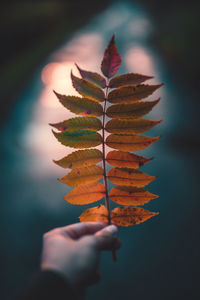 Close-up of hand holding autumn leaves