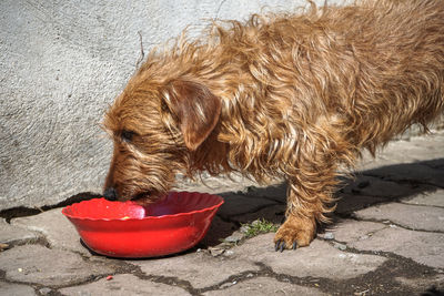 Dog lying in a bowl