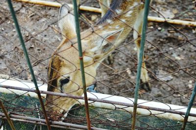 Close-up of bird in cage at zoo