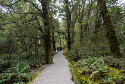 Hiking trail in the beech forest new zealand.