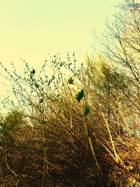 Low angle view of plants against clear sky