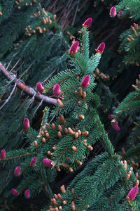 Close-up of pine cones on tree