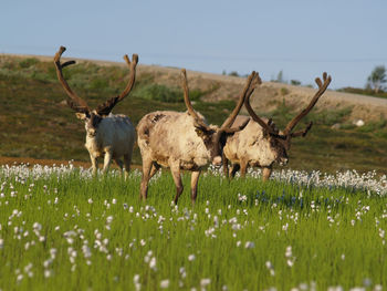 Reindeers on field against sky