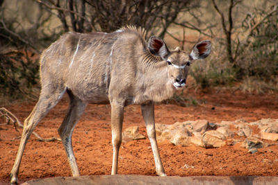 Kudu at a watering hole