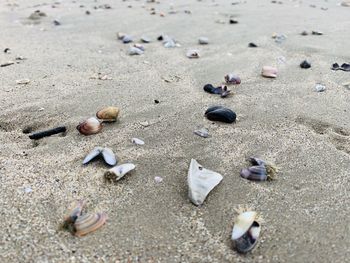 High angle view of shells on beach