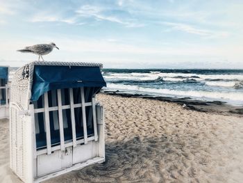 Seagull on a beach