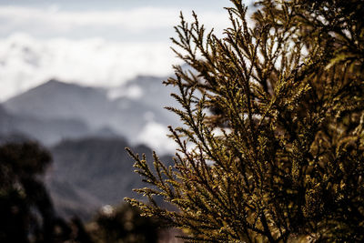 Close-up of tree against sky