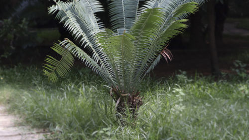 Close-up of palm tree growing on field